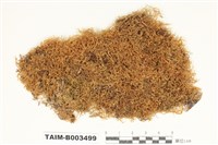 藏品(灰苔科)的圖片
